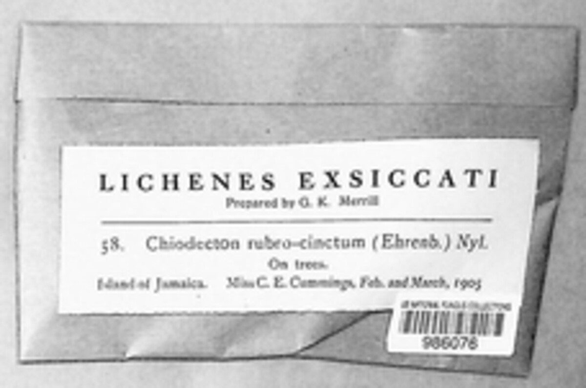 Herpothallon rubrocinctum image